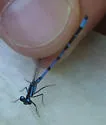 Boreal Bluet - photo 5