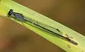 Purple Bluet