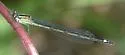 Purple Bluet - photo 2