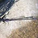 Purple Bluet - photo 3