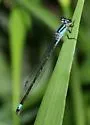 Purple Bluet - photo 4