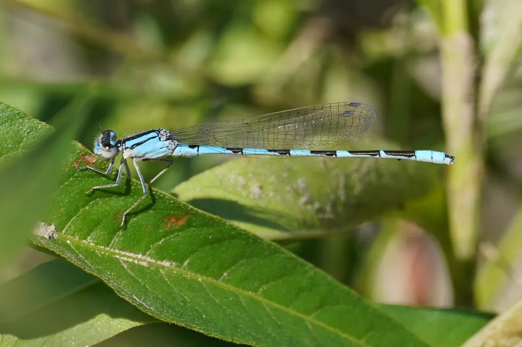 Tule Bluet - photo 2