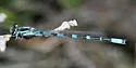 Alkali Bluet - photo 2