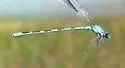 Alkali Bluet - photo 3