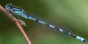Alkali Bluet - photo 5