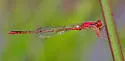 Cherry Bluet