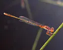 Cherry Bluet - photo 2