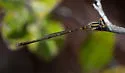 Cherry Bluet - photo 3