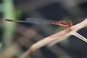 Cherry Bluet - photo 4