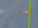 Cherry Bluet - photo 5