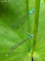 Attentuated Bluet