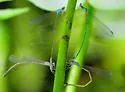 Attentuated Bluet - photo 2