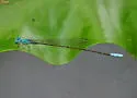 Attentuated Bluet - photo 3