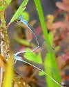 Attentuated Bluet - photo 4