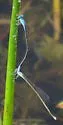 Attentuated Bluet - photo 5