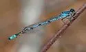 Sandhill Bluet
