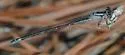 Sandhill Bluet - photo 2