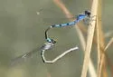 Sandhill Bluet - photo 4