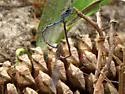 Sandhill Bluet - photo 5