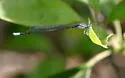 Turquoise Bluet