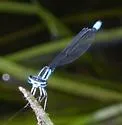 Turquoise Bluet - photo 2