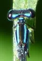 Turquoise Bluet - photo 3