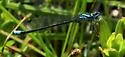 Turquoise Bluet - photo 4