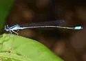 Turquoise Bluet - photo 5