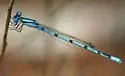 Atlantic Bluet