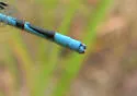 Atlantic Bluet - photo 2