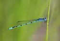 Atlantic Bluet - photo 3