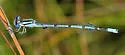 Atlantic Bluet - photo 4