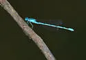 Atlantic Bluet - photo 5