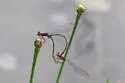 Burgundy Bluet - photo 2