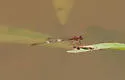 Burgundy Bluet - photo 3