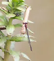 Burgundy Bluet - photo 4