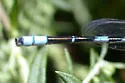 Big Bluet