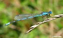 Big Bluet - photo 2
