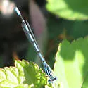 Big Bluet - photo 3