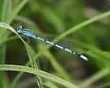 Big Bluet - photo 4