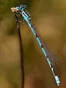 Big Bluet - photo 5