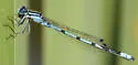 Marsh Bluet