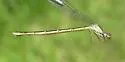 Marsh Bluet - photo 3