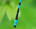 Marsh Bluet - photo 4