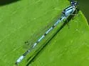 Marsh Bluet - photo 5