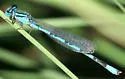 Baja Bluet