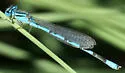 Baja Bluet - photo 2