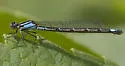Skimming Bluet