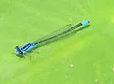 Skimming Bluet - photo 2