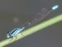 Skimming Bluet - photo 4